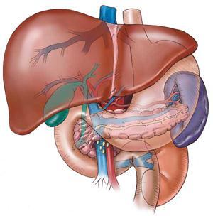 BỆNH GAN VÀ ĐƯỜNG MẬT ( LIVER AND BILIARY TRACT DISEASE )