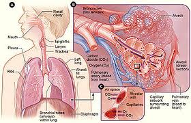 Nghẽn mạch phổi (Phulmonary Embolism)