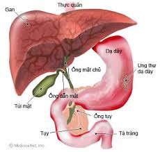 Xuất huyết dạ dày ruột trên (Upper Gastrointestinal Bleeding) phần 2