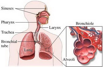 Dự phòng bệnh phổi tắc nghẽn mạn tính như thế nào?