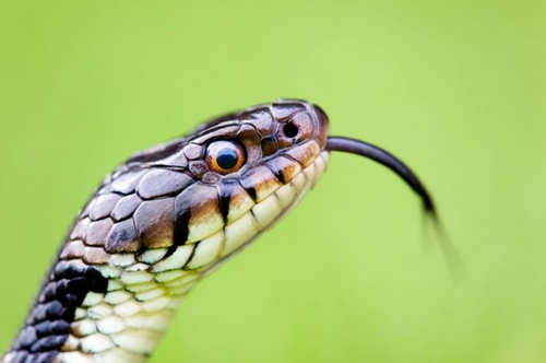 Mọi thứ cần biết về rắn cắn