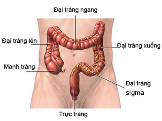 Tầm soát ung thư đại trực tràng