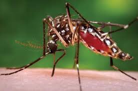Muỗi kháng hóa chất, dịch sốt rét có nguy cơ tái bùng phát
