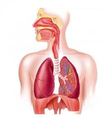 Chẩn đoán và xử trí phù phổi cấp huyết động