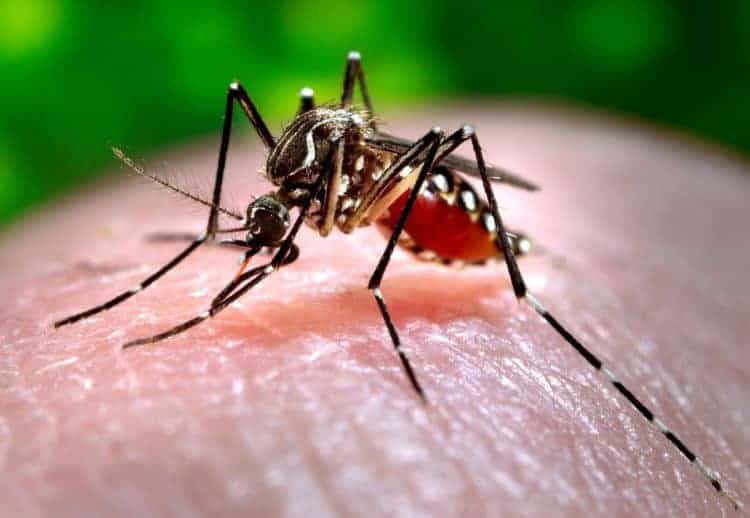 Tăng cường phòng, chống bệnh sốt xuất huyết, Chikungunya, Zika